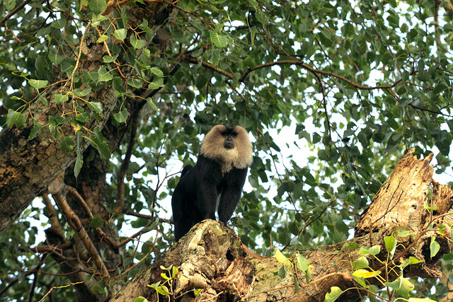 Rare Lion Tailed Macaque Seen For The First Time In Kaiga Forest