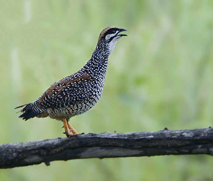 Indian Biologists Sets Record By Mapping 1128 Bird Species In A Year