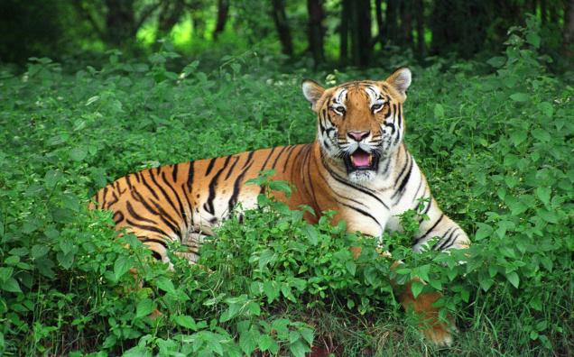 India’s Eastern State Odisha Has More Tigers Than Previously Thought