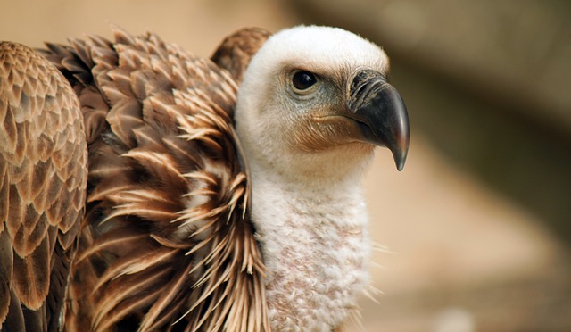 More Vultures In Madhya Pradesh - India's Endangered