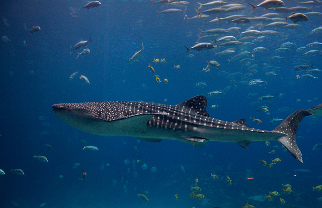 From Vulnerable To Endangered, Whale Sharks Closer To Extinction