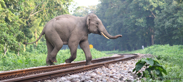 Railways Asked To Slow Down To Stop Elephant Deaths In Kerala