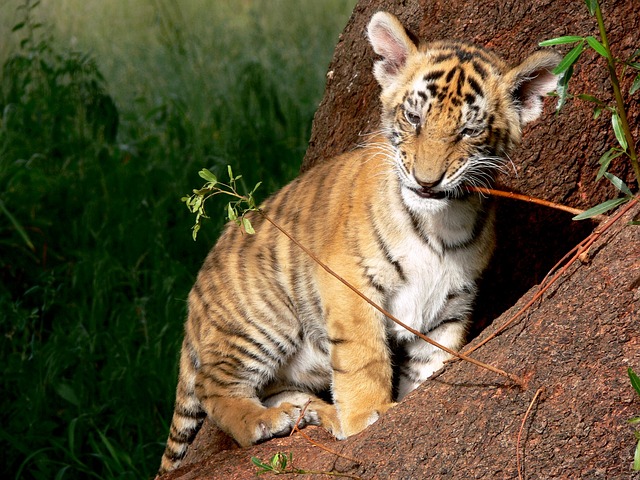 Tiger Cub Seen At Sariska Tiger Reserve