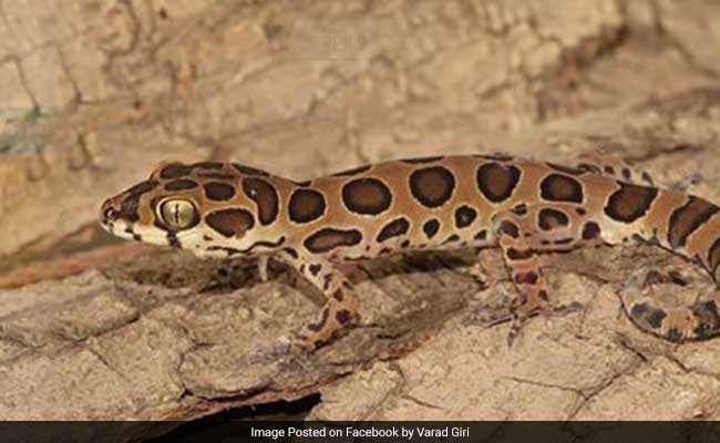 New Lizard Species Discovered In Mumbai