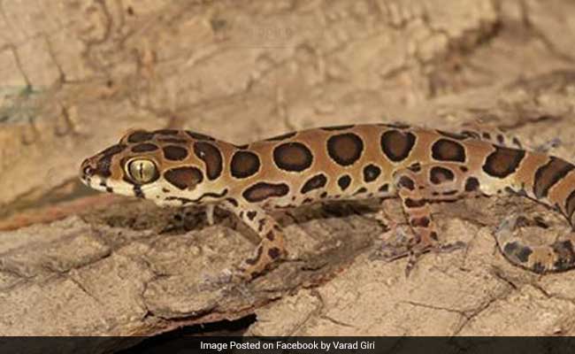 cyrtodactylus-varadgirii-lizard_650x400_51474966820