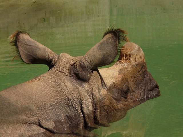 Rhino Saved From Poachers In Assam