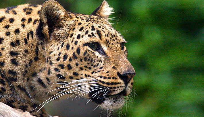 Poachers Nabbed With Leopard Skins