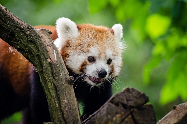 9 Amazing Facts About The Red Panda - India's Endangered