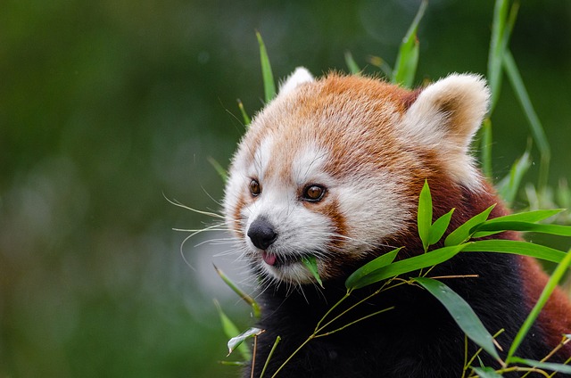 9 Amazing Facts About The Red Panda - India's Endangered