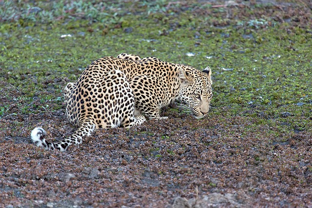Leopard Cub Rescued In Karnataka