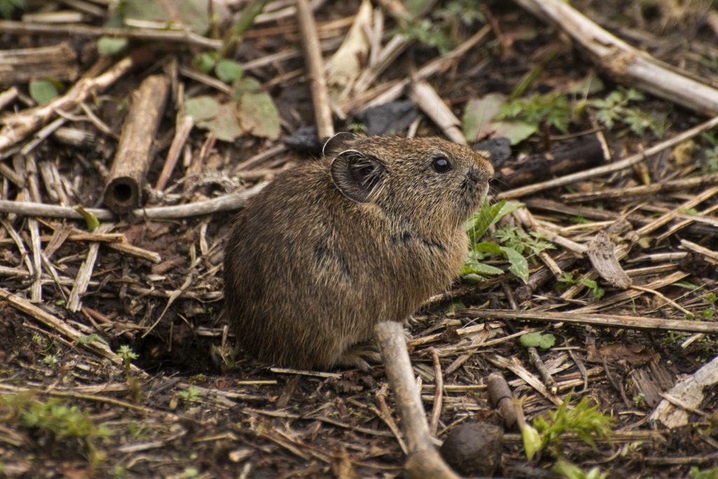A New Pika Species Discovered In Sikkim - India's Endangered