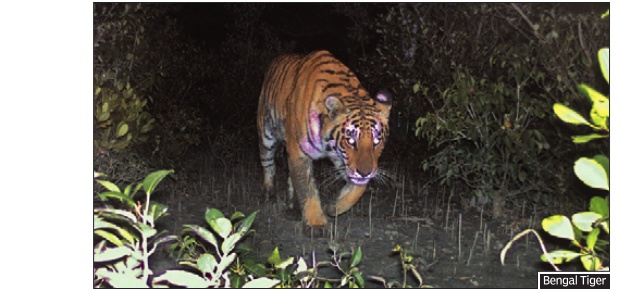 Camera Traps Reveal Rising Number Of Sunderban Tigers