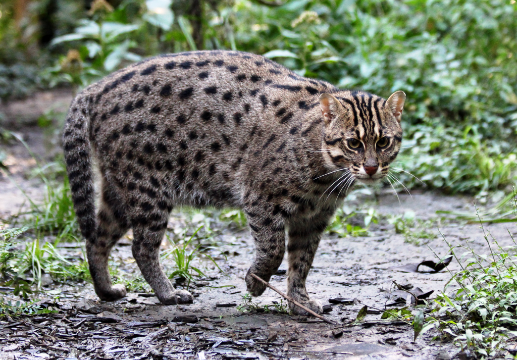Conservation Of Fishing Cats In Eastern Ghats Of India India's Endangered
