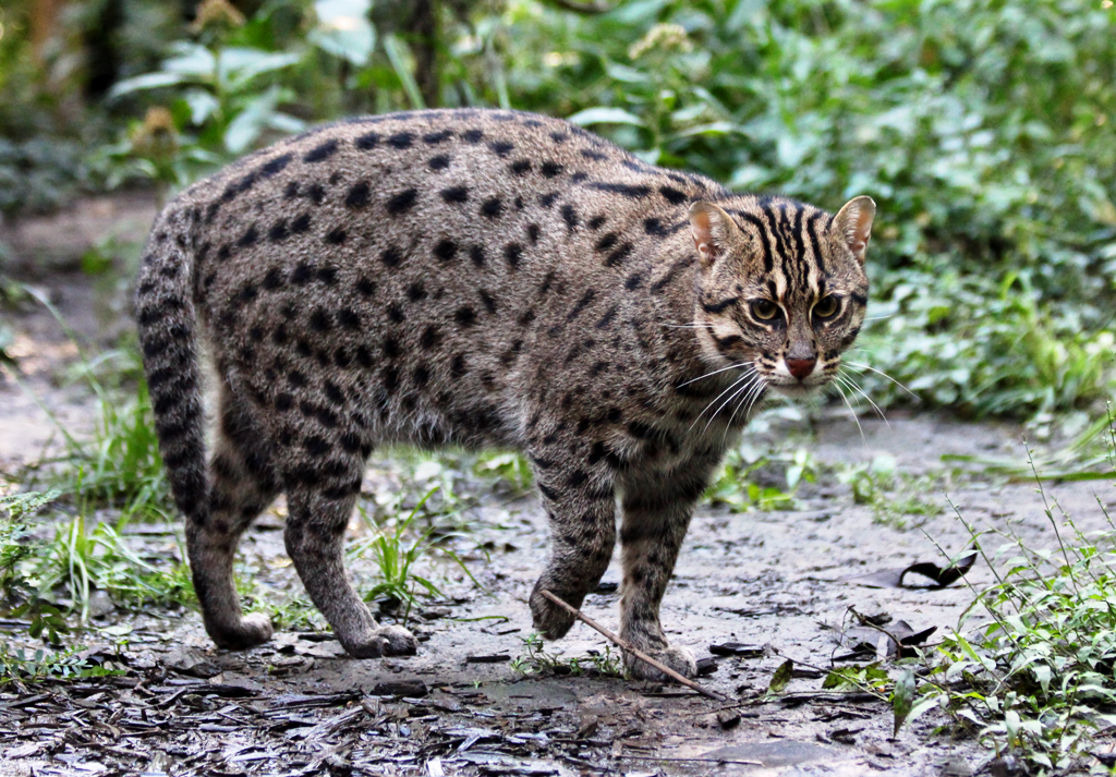 a-fishing-cat-in-captivity-photo-courtest-of-wild-oasis