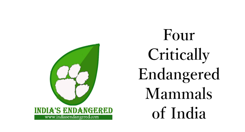 4 Critically Endangered Mammals Of India