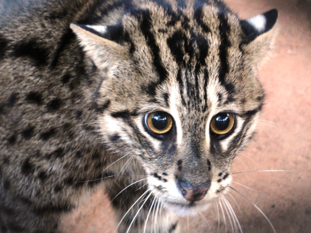 Conservation Of Fishing Cats In Eastern Ghats Of India