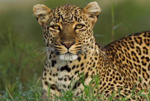 Watch: Male Leopard Spotted At Yamuna Biodiversity Park