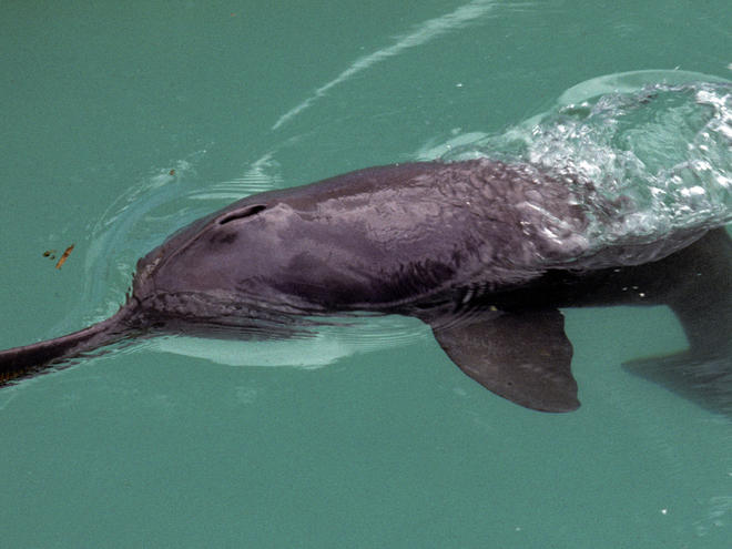 19 Gangetic Dolphins Spotted On Ganga River Stretch In Fatehpur