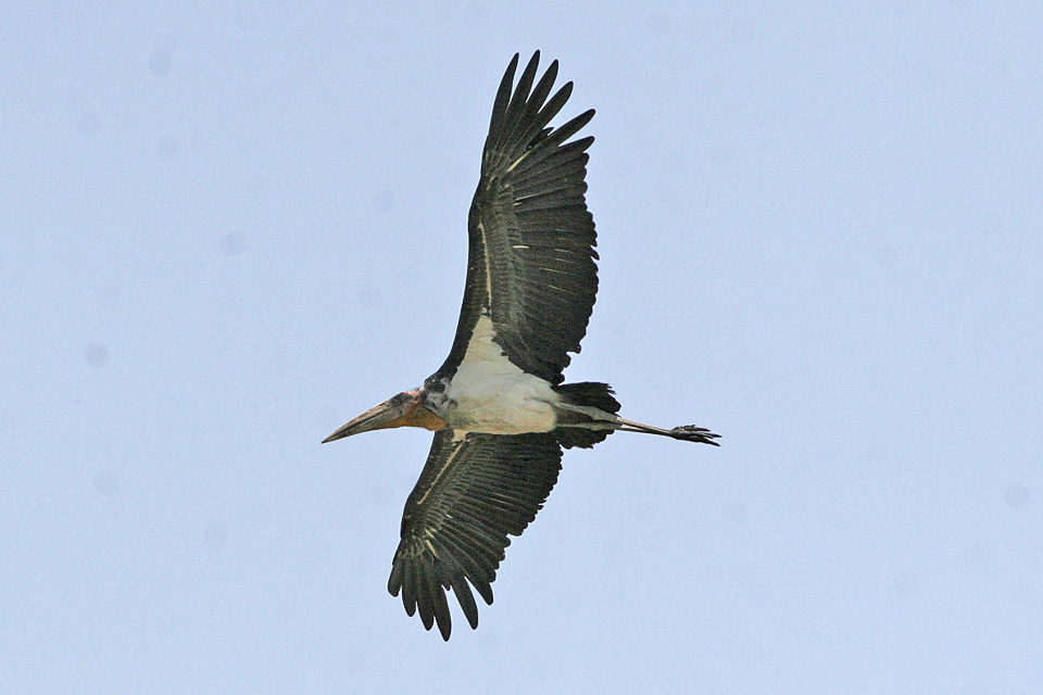 From Loathed To Loved: Villagers Rally To Save Greater Adjutant Stork