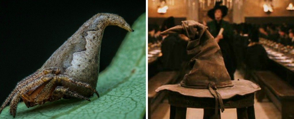 Spider Discovered In Western Ghats Gets Name Inspired From Harry Potter Books