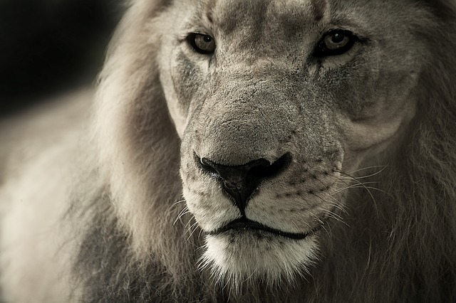 5 Facts You Need To Know About The Asiatic Lions