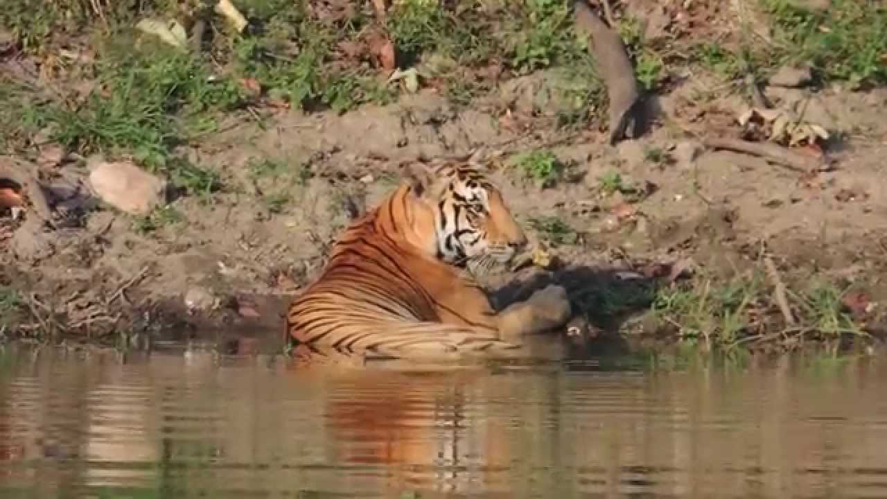 Bandipur Animals Get Solar Powered Pumps To Quench Their Thirst