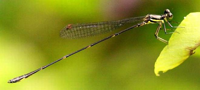 New Damselfly Species Discovered In India