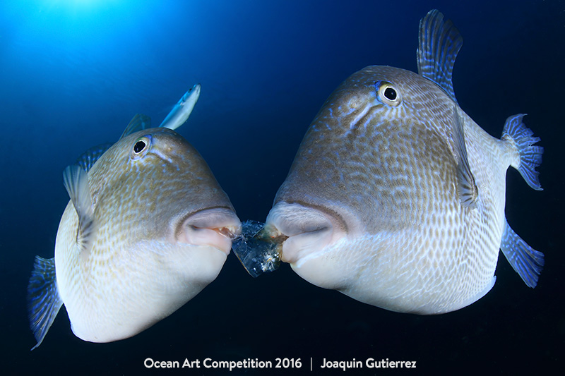 These Are The Winners Of The Stunning Underwater Photo Contest
