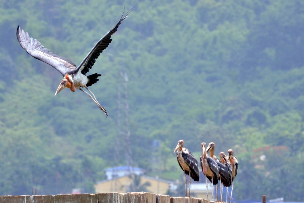 20 Greater Adjutant Storks Found Dead In Assam