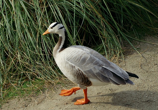 Bar-headed Geese Sighted In Upper Nilgiris