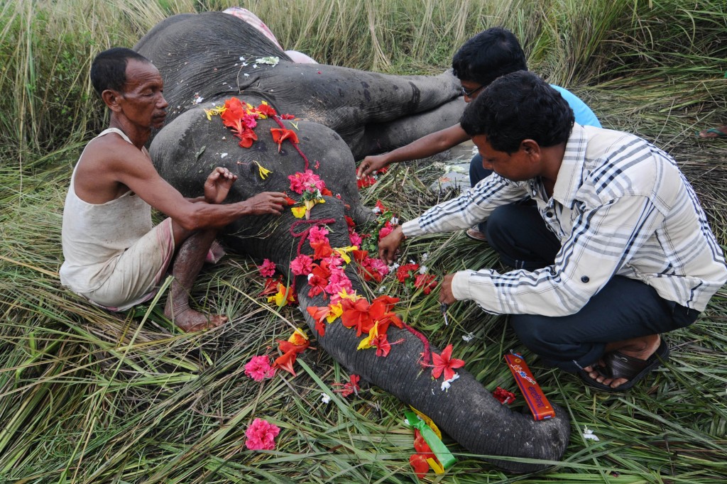 Forest Staff Asked To Be On High Alert To Stop Elephant Deaths On Tracks