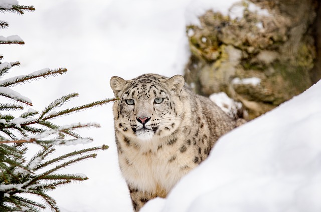 Eco Travel: Hemis National Park, Jammu & Kashmir