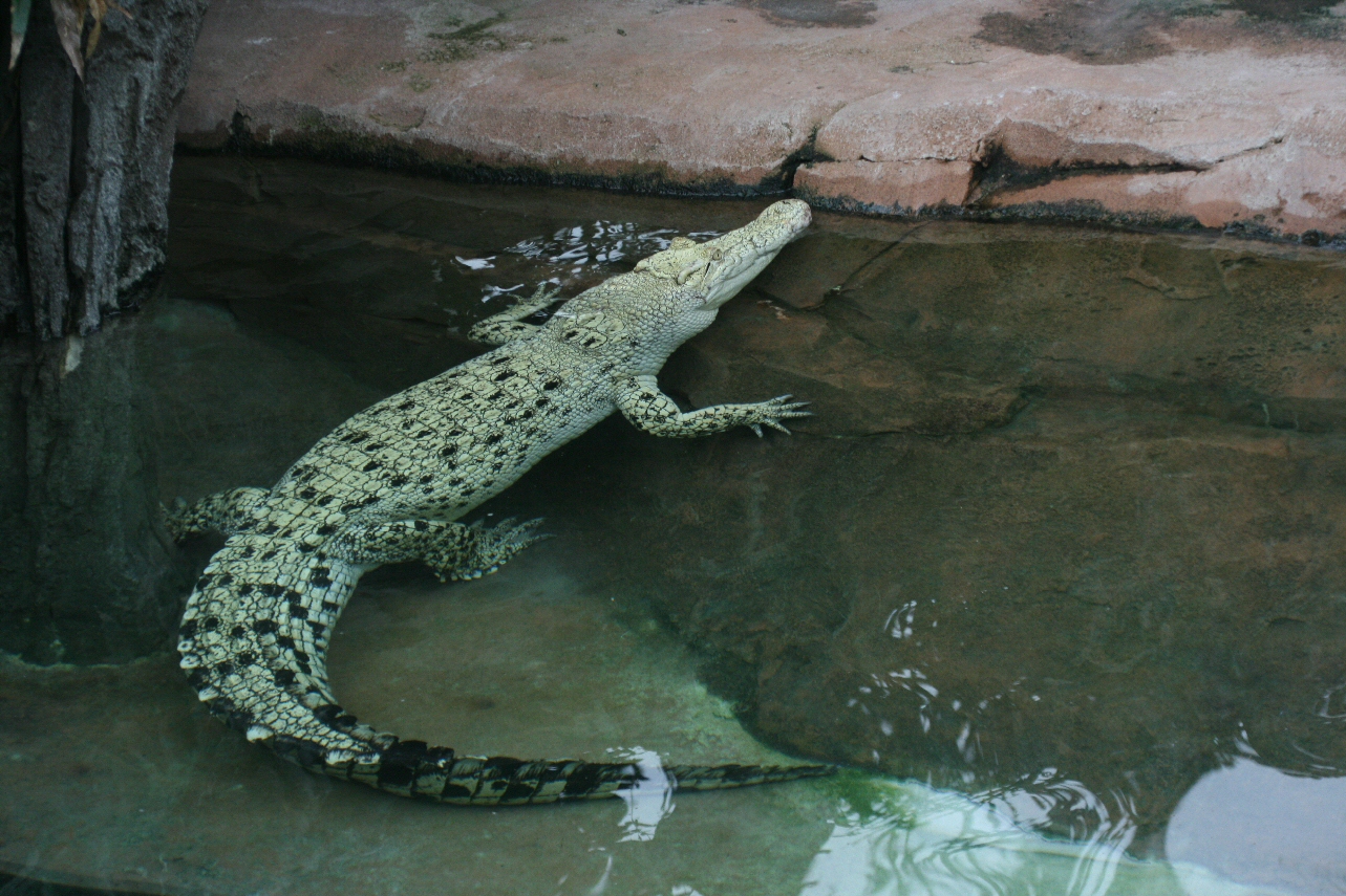 Rare albino crocodile sighted in Odisha's Bhitarkanika