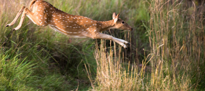 Image Of The Day: Spotted A Deer