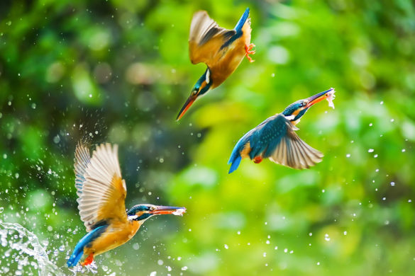 Image Of The Day: Kingfisher Dance