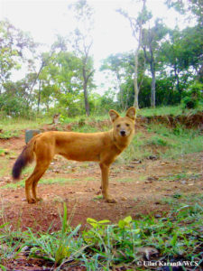 Rare Dhole Home Range Studied Using Camera Traps For The First Time
