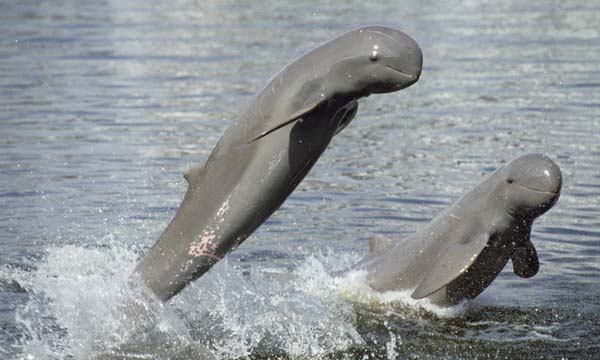 Census Spots 55 Irrawady Dolphins In Gahirmatha, Bhitarkanika, Odisha