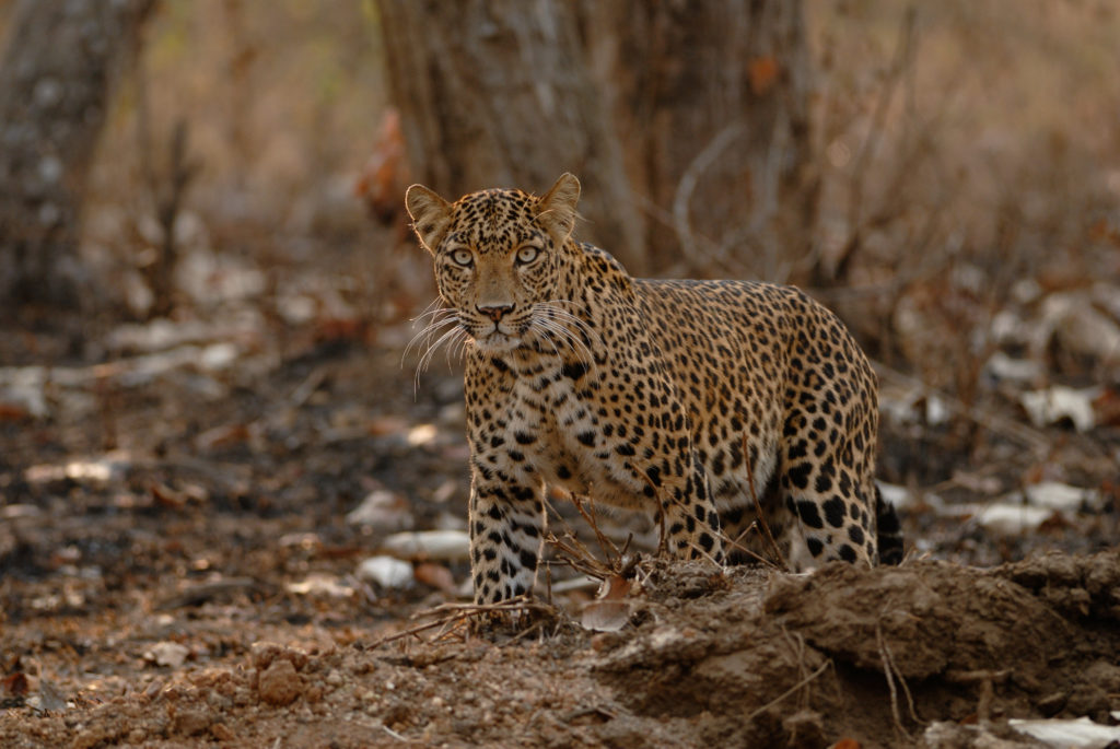 A mother leopard suprised to see us while it tried to hunt a Bonnet Macaque said the researchers. Image via WCS