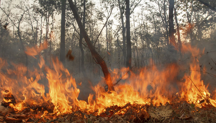 Forest Guard Loses His Life To Fire In Bandipur National Park