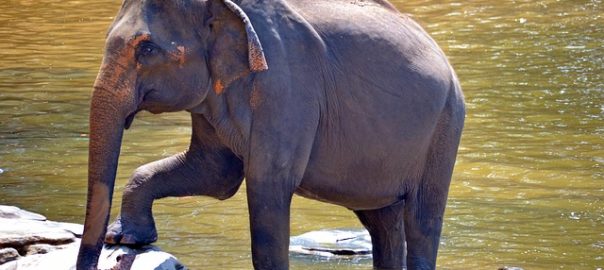 indian elephant Archives - India's Endangered