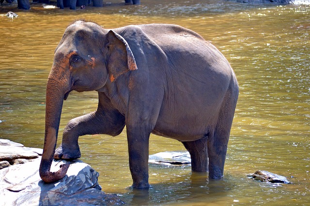 Eco friendly Paper Made Of Elephant Poop Is Here