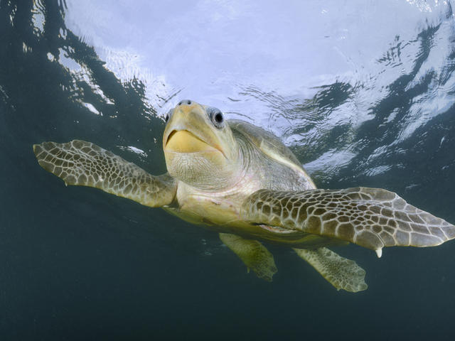 Man-made Flippers Give Crippled Turtle A Chance To Swim Again