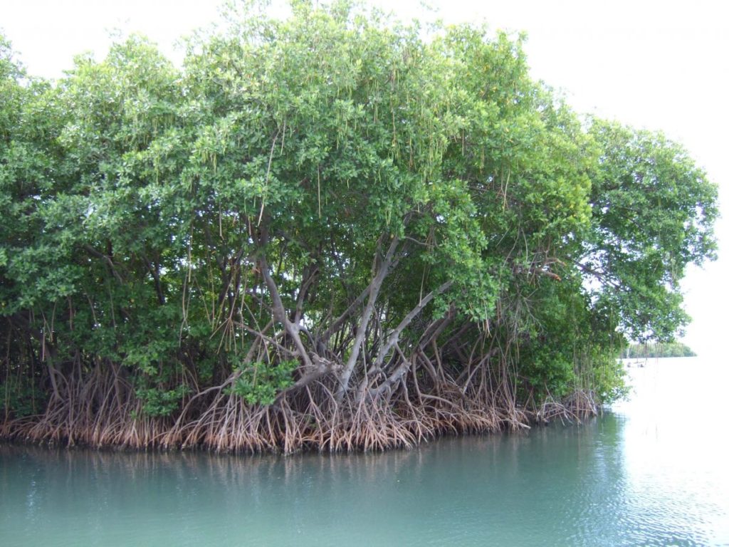 Mangroves_in_Puerto_Rico