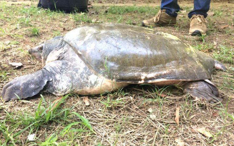 Turtle Thought To Be Extinct In The Wild Discovered In Nagaland 