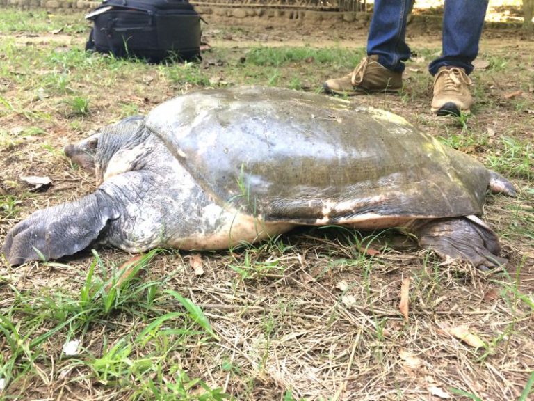 Turtle Thought To Be Extinct In The Wild, Discovered In Nagaland