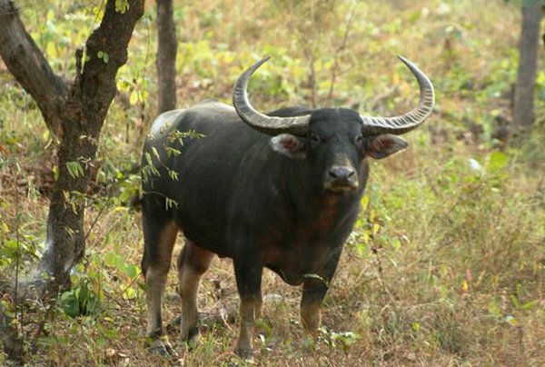 Wild Buffaloes Radio Collared To Study And Conserve