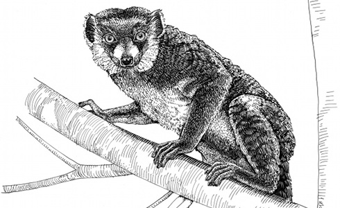 Primate Fossil Discovered From Jammu & Kashmir, Shows A Lemur Like Primate Once Lived Here