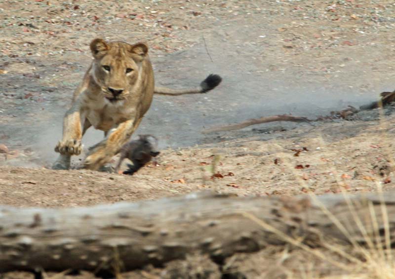 Rescued – Wild Boar And Lioness Trapped In A Well