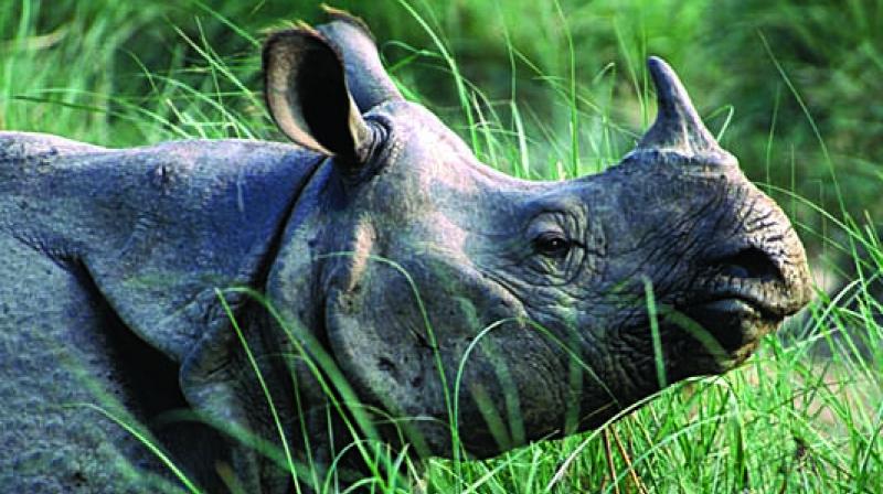 Rhino Killed In Orang National Park, Assam