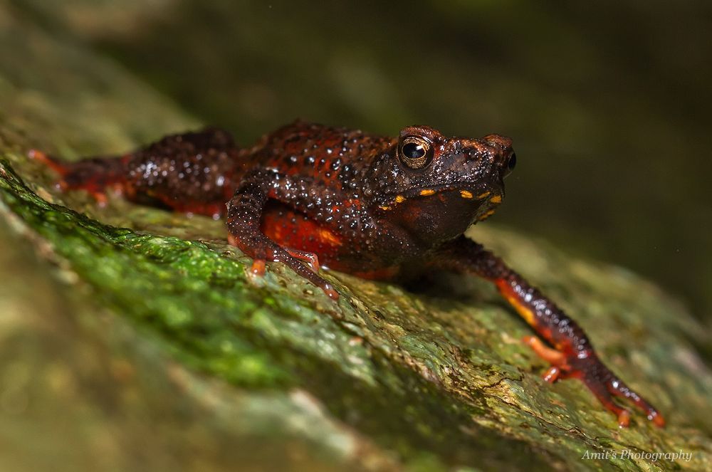 #FridayFrogFact – Are There Any Poisonous Frogs In India?